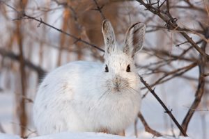 Feeding wild rabbits outlet in winter