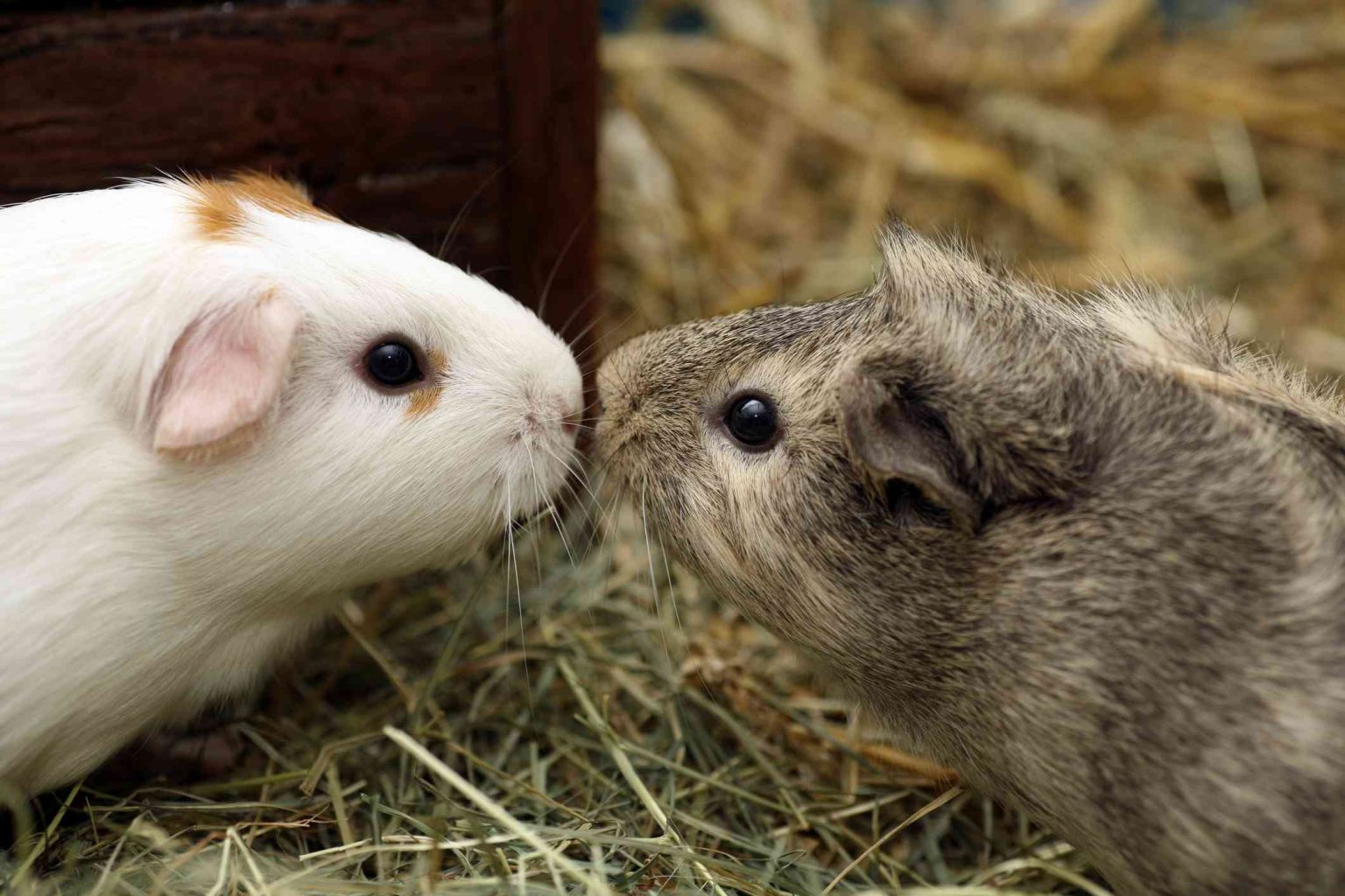 Why do guinea pigs vibrate? Guinea pig behaviours