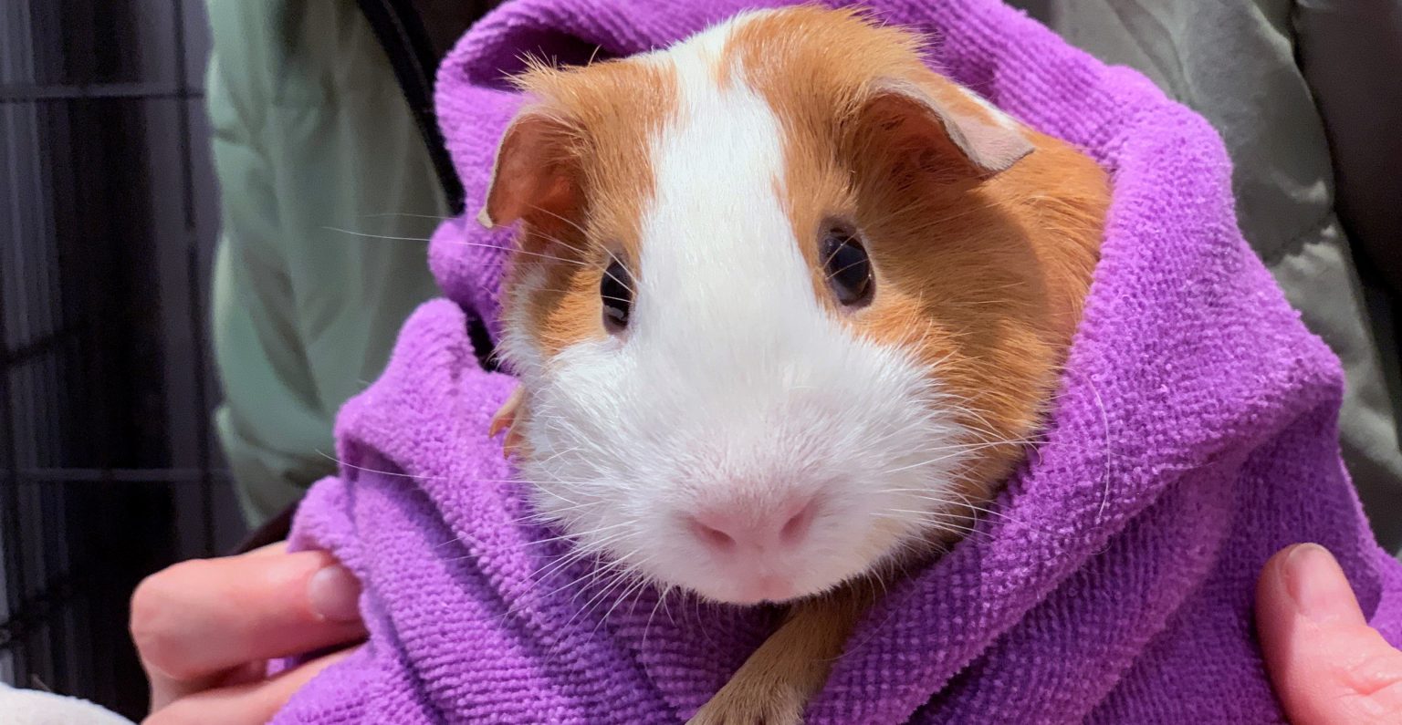 Why do guinea pigs vibrate? Guinea pig behaviours
