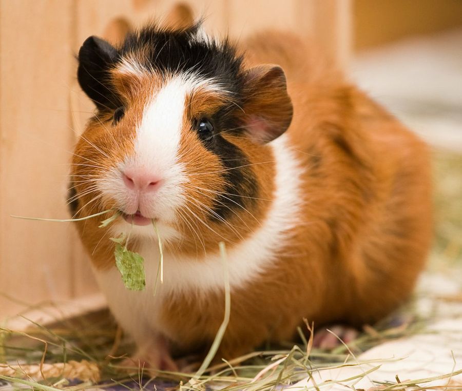 Why do guinea pigs vibrate? | Guinea pig behaviours