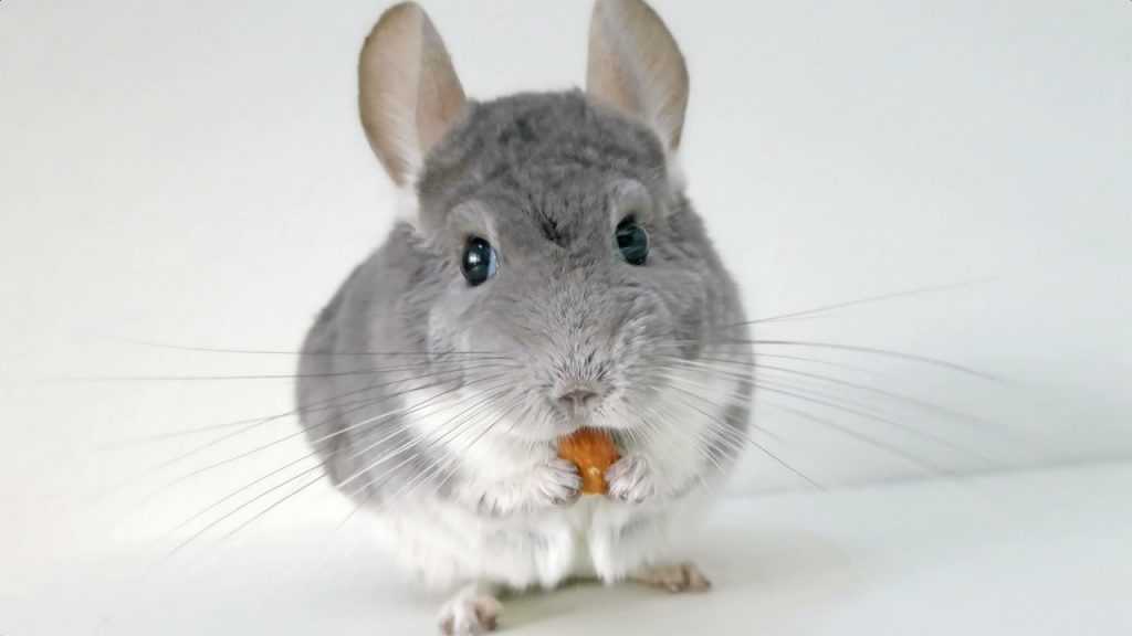 How to look after a Chinchilla? - Animal workshops and parties for fun ...