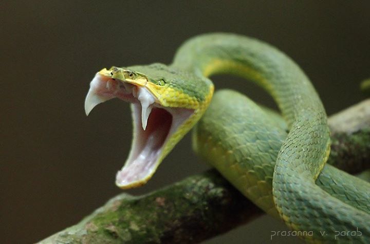 will-a-venomous-snake-die-if-it-bites-itself-the-science-behind-venom