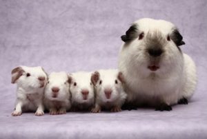 Siamese 2024 guinea pig