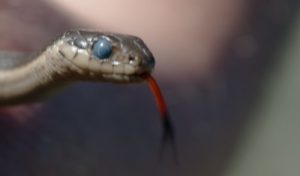 Why can't snakes blink?