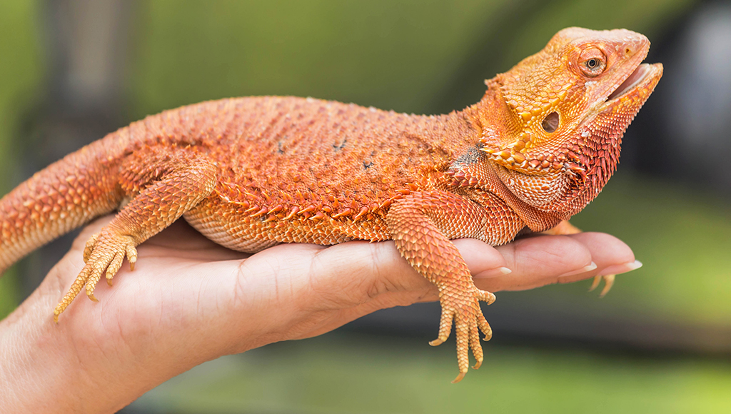 How to look after a Bearded Dragon - Animal-Club.co.uk