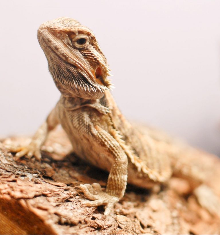 Do bearded dragons get lonely? Keeping bearded dragons together