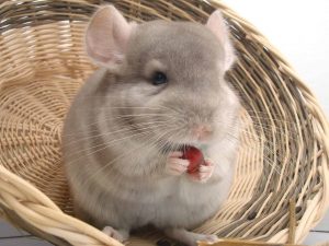 Bunny best sale and chinchilla