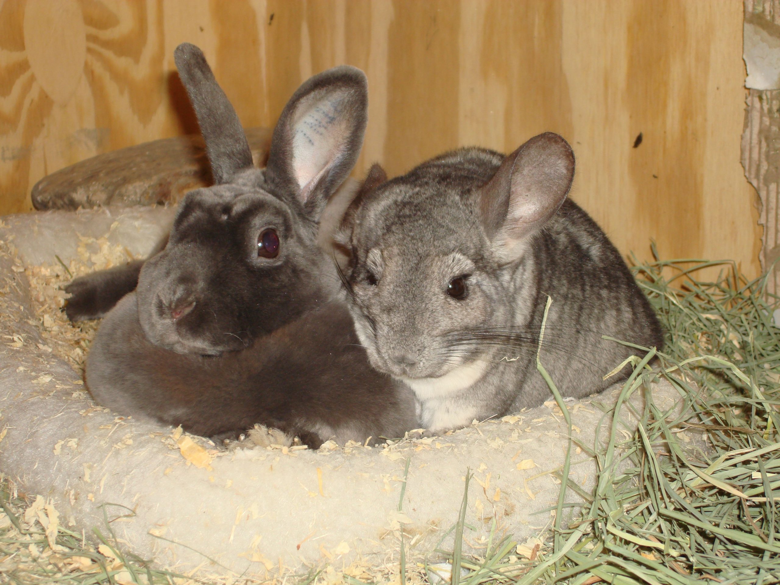 Do chinchillas and rabbits get along? Keeping pets together
