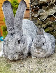 Chinchillas sales and rabbits