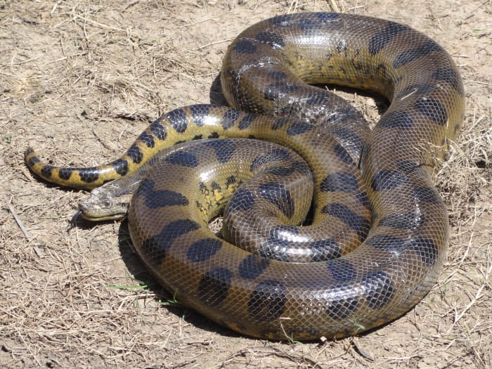anaconda python