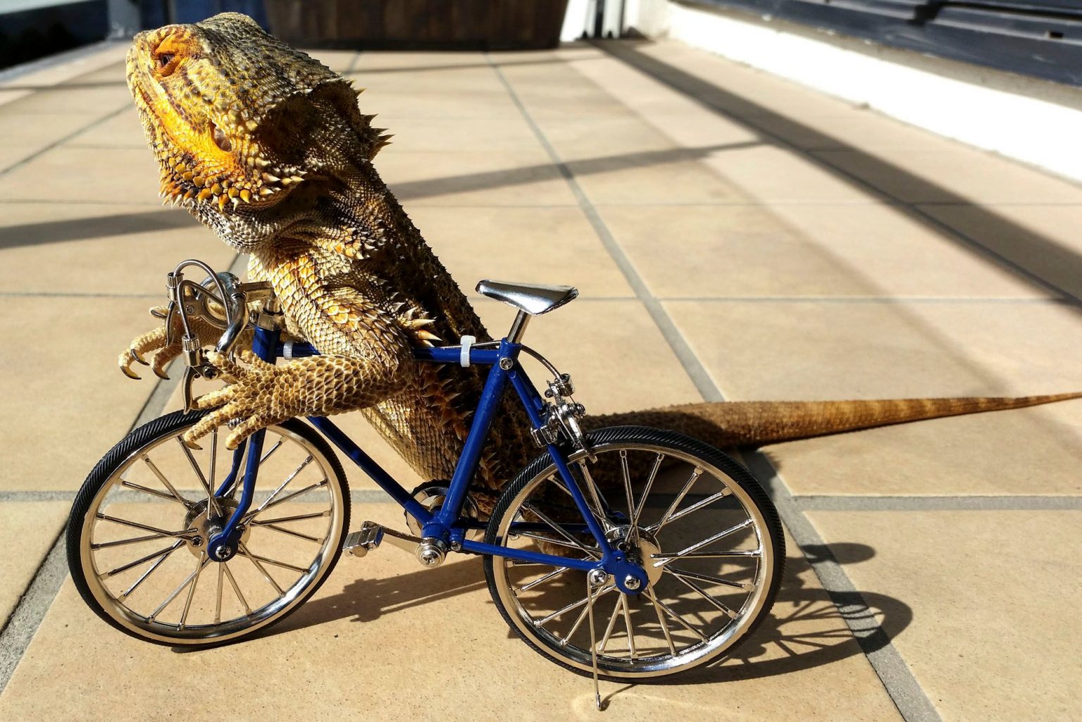 How to look after a Bearded Dragon