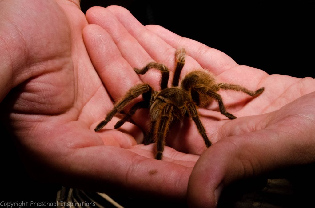 How to look after a tarantula? - made by Animal workshops and parties ...