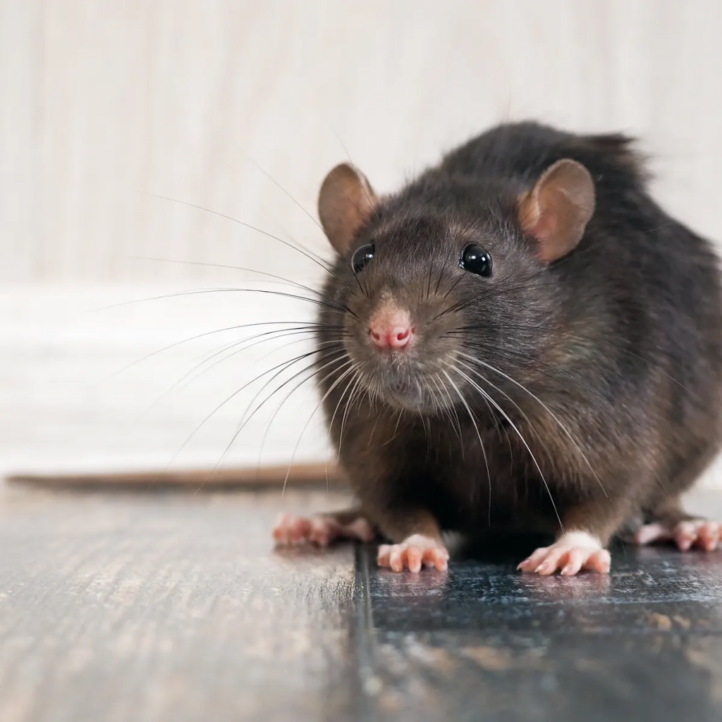How to look after a pet rat? made by