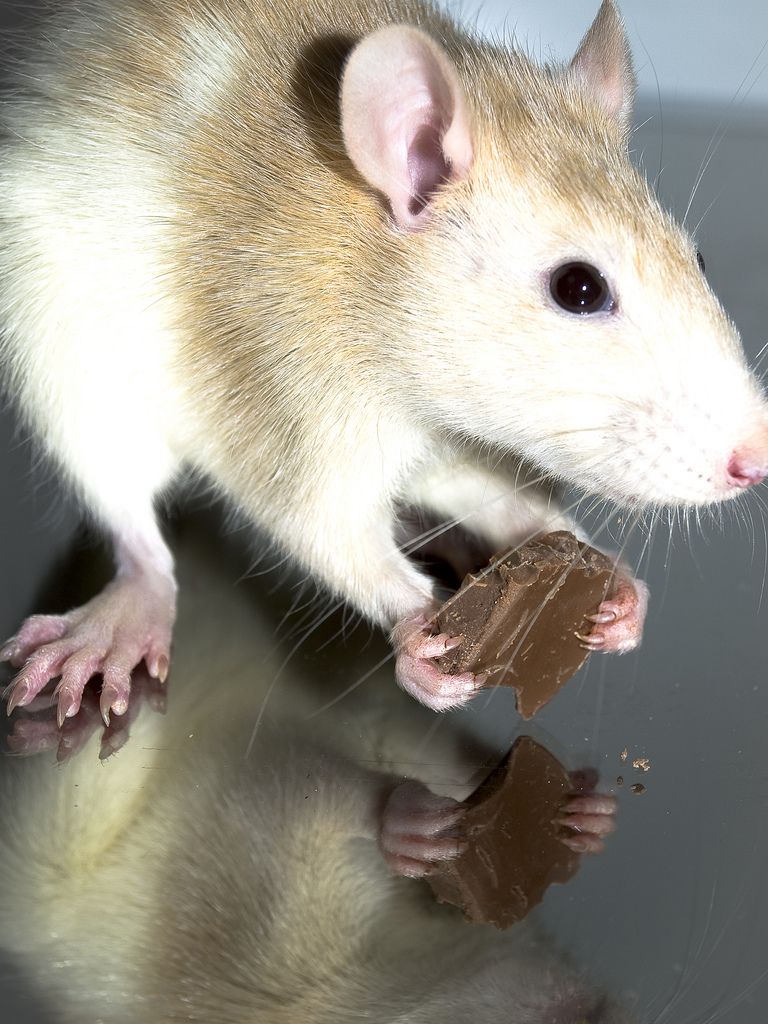 How to look after a pet rat? made by