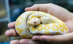 different types of pet snakes