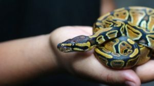 Do Snakes Make Good Companions?