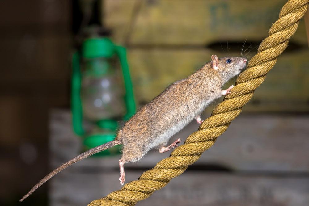 Do wild rats smell? Finding and catching a rat infestation