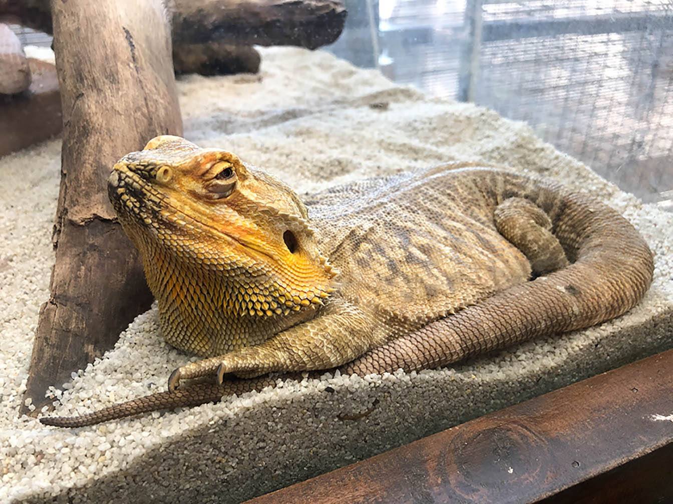 Can cats harm bearded dragons? Keeping reptiles with cats