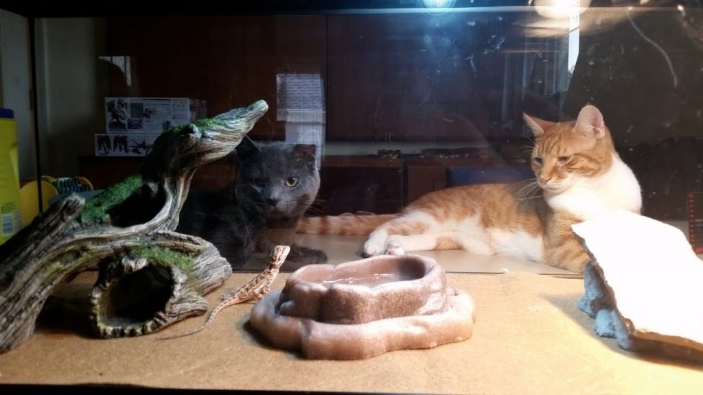 Can cats harm bearded dragons? Keeping reptiles with cats