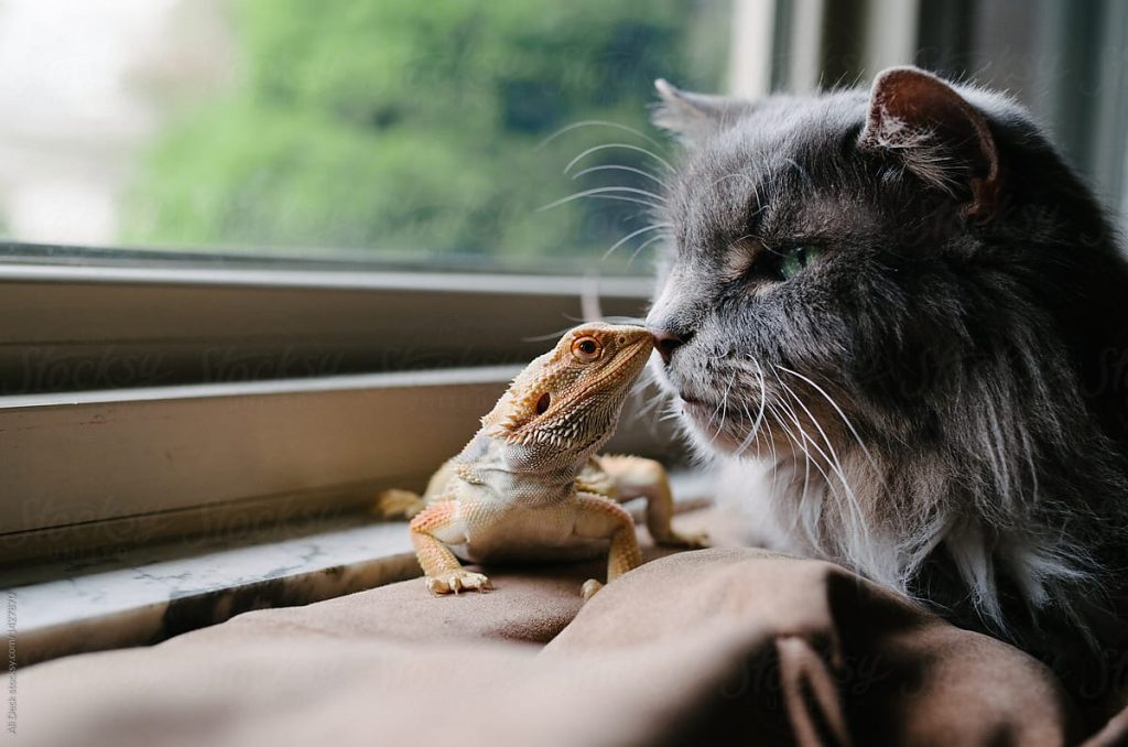 Can cats harm bearded dragons? Keeping reptiles with cats