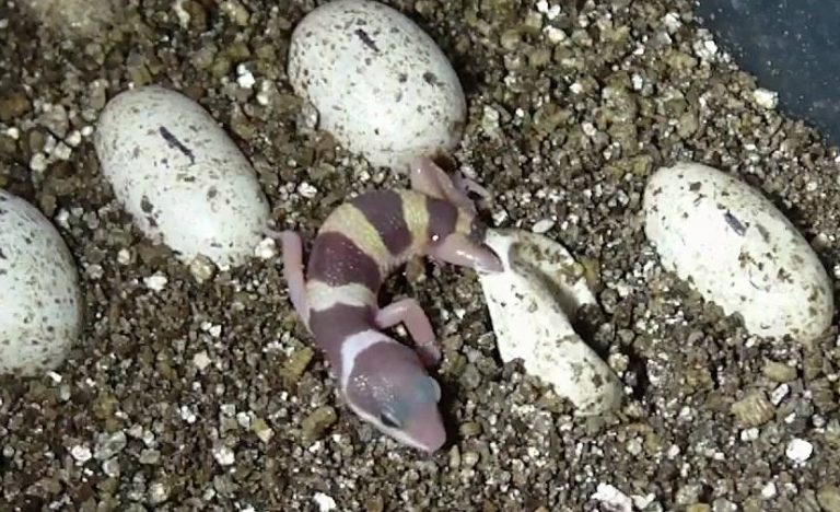 Do Leopard Geckos Lay Eggs Without A Male