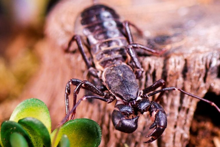 Do vinegaroons make good pets?