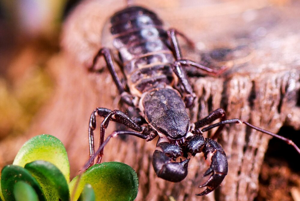 Do vinegaroons make good pets?