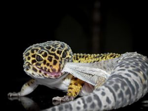Why do geckos eat their shed skin? 