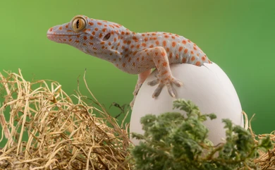 Can geckos lay eggs without a male? Breeding geckos