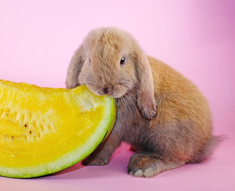 How to look after a rabbit? with