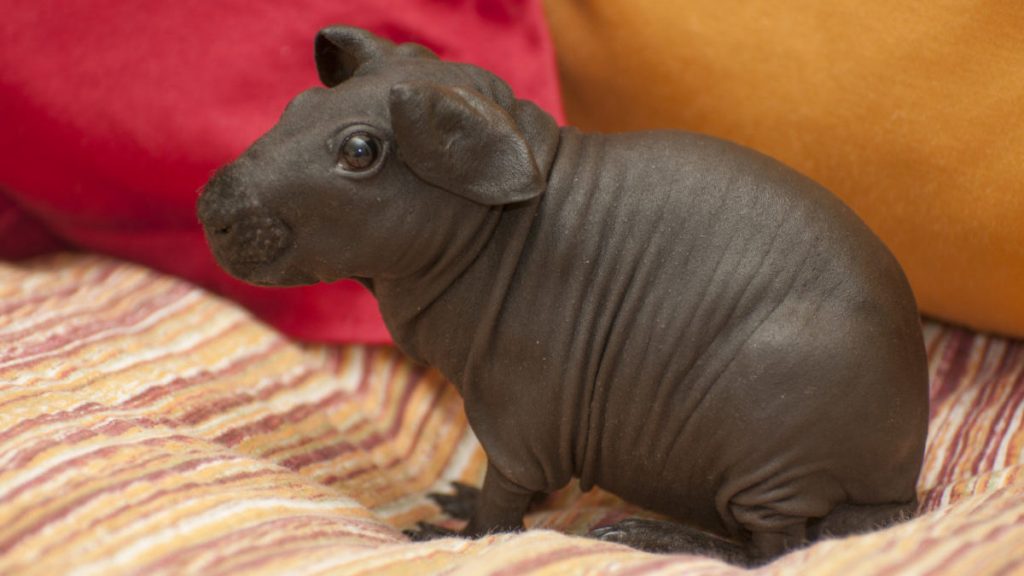 Do Skinny Pigs Make Good Pets Caring For A Skinny Pig do-skinny-pigs-make-good-pets-caring-for-a-skinny-pig