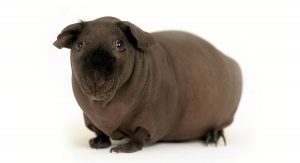 Skinny hairless guinea store pig