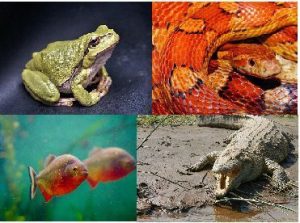 cold blooded animals list