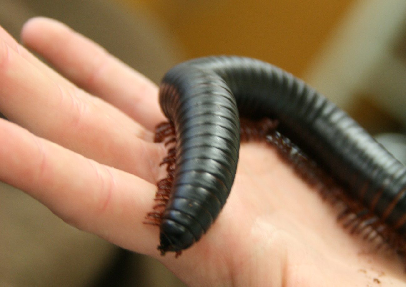 giant millipede
