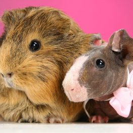 animal visits to schools manchester