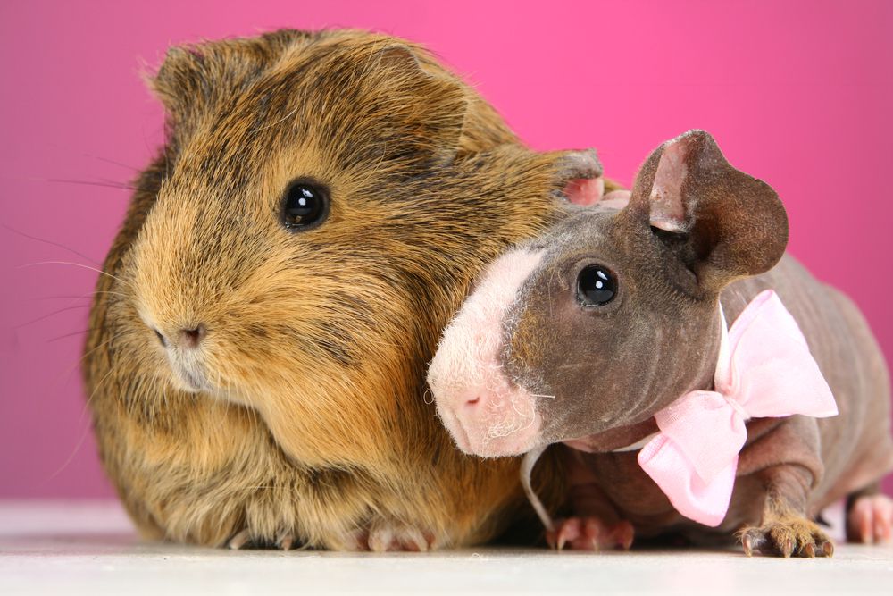 Can Skinny Pigs Live With Guinea Pigs Caring For Skinny Pigs