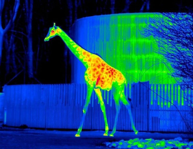 Where do giraffes get their pattern from? Why giraffes have spots