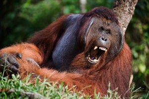 Are orangutans aggressive? Factors reducing orangutan aggression