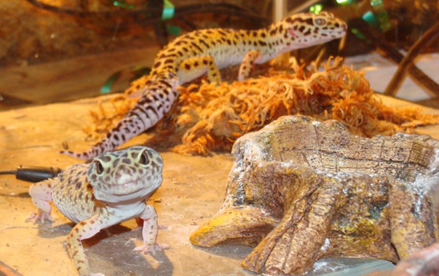 Can geckos get lonely? Keeping two geckos together