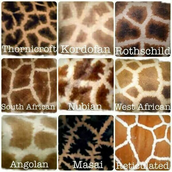 Where do giraffes get their pattern from? Why giraffes have spots