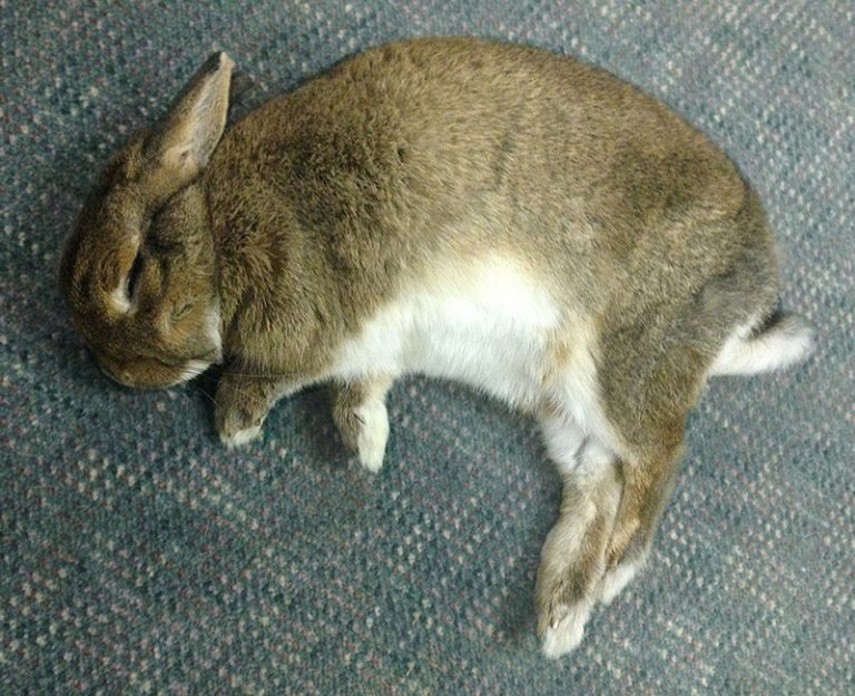 Why does my rabbit stare at me? - Animal workshops and parties for fun ...