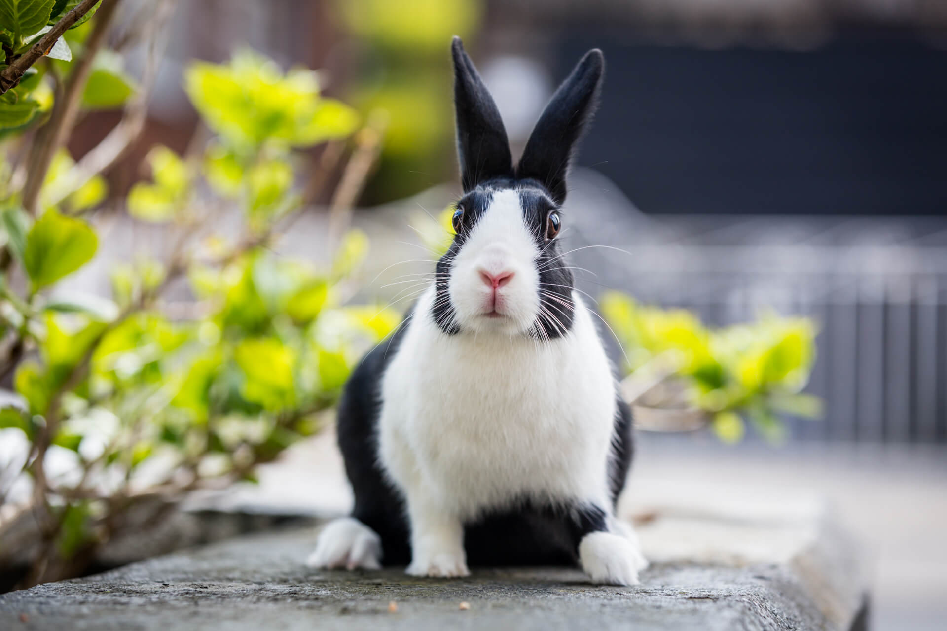 Why does my rabbit stare at me?