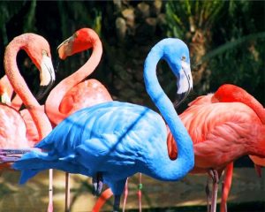 flamingos eating shrimp