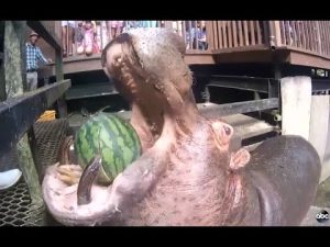 Hippo kill