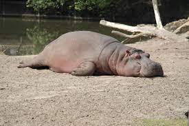 Hippo kill