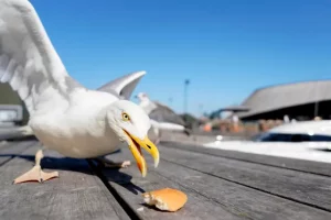Seagull eat
