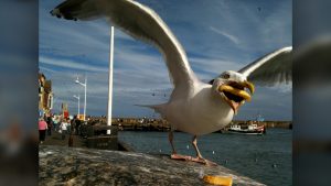 Seagull eat 