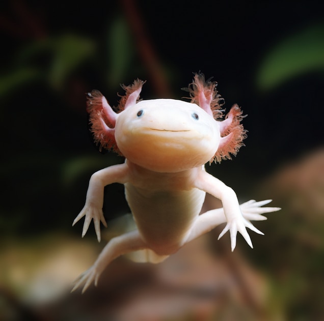 Axolotls regenerate