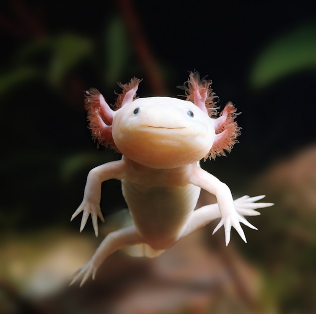How Do Axolotls Regenerate Limbs Animal Club co uk