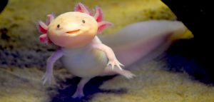 Axolotls regenerate 